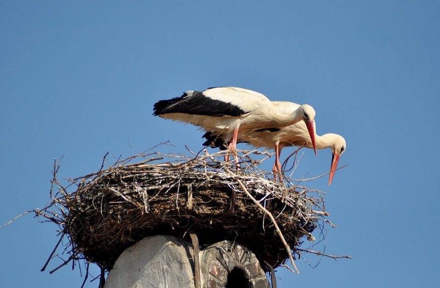 Ausflugsziel Burgenland Rust Storch